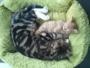 427858_10150822005206539_1227726801_n