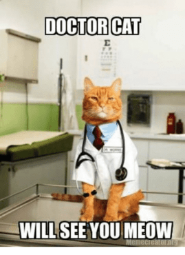doctor-cat-will-see-you-meow-5308602