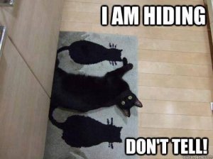 I-am-hiding---cat-meme