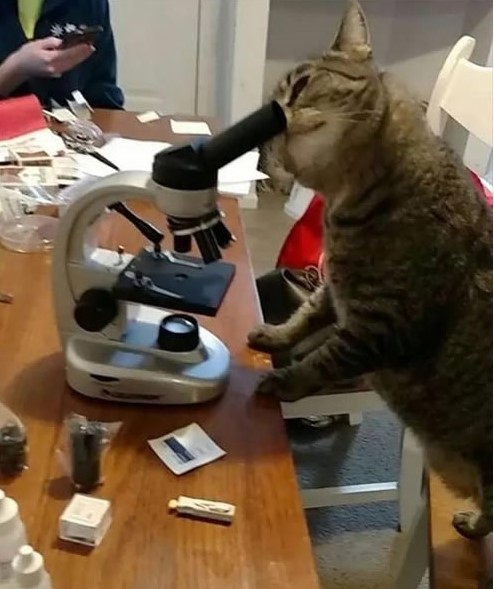 cat-doing-science