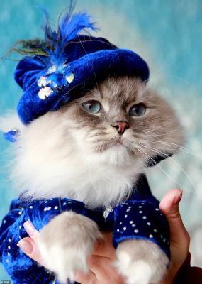 Kyrgyzstan cat show