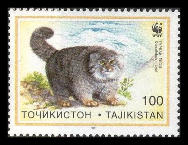 Tajikistan stamp cat