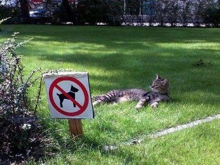 cat breaking law