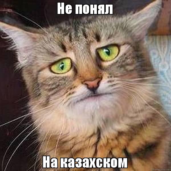 cat не понял на казахском