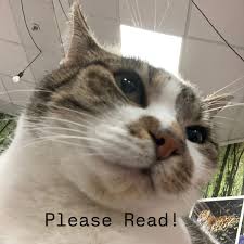 funny cat photo with caption reading please read!